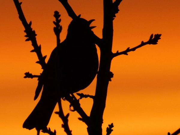 'Celebrating Spring' by Tom Gallagher, Lanark and District u3a